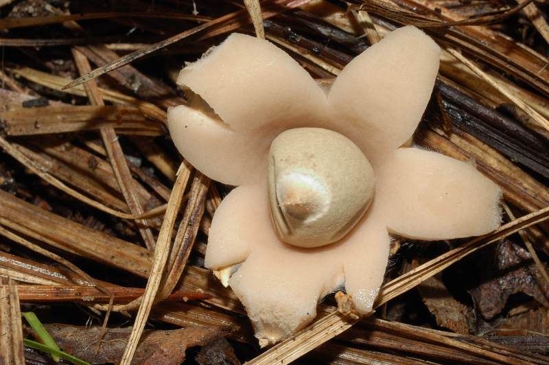 Il mondo dei funghi a Ostia